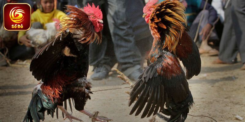 Đá Gà Mộc Bài - Cuộc Chơi Kịch Tính Tại Sodo66 Uy Tín