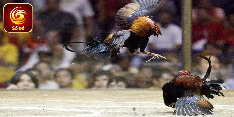 Nắm rõ luật thi đấu khi cá cược đá gà