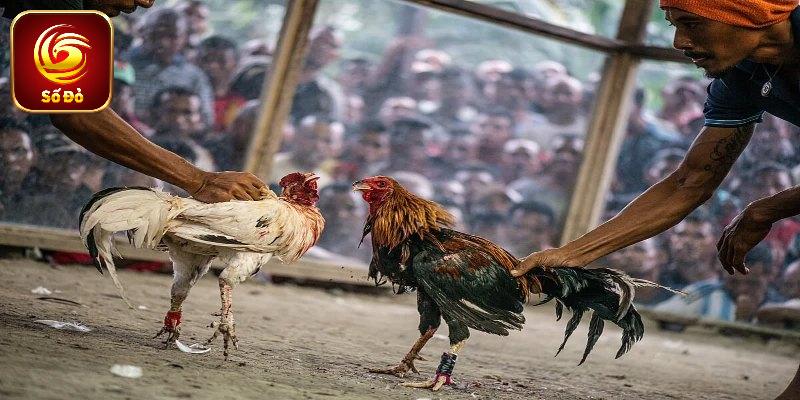 Trường Gà Long An - Địa Điểm Giải Trí Săn Thưởng Hấp Dẫn