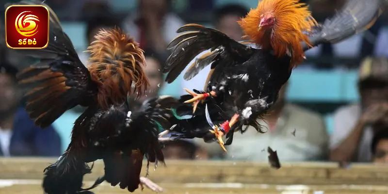 Ưu thế nổi trội trong trò đá gà tại Sodo66